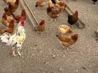 Chickens — الصورة 2