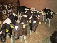 ወንድ በሬ, Russian Black pied cattle — ፎቶ 2