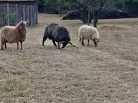 Baran, Racka sheep — zdjęcie 3