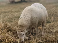 숫양, Bardhoka sheep — 사진 3