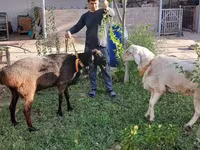 Ovan, Arashan sheep — fotografija 3