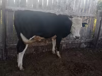 Бух, Russian Black pied cattle — 6 зураг