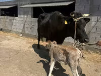 Krowa, Swiss cattle — zdjęcie 1