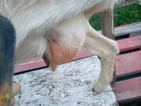 Goat, Goats — photo 3