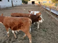 Krava, Simmental cattle — foto 3