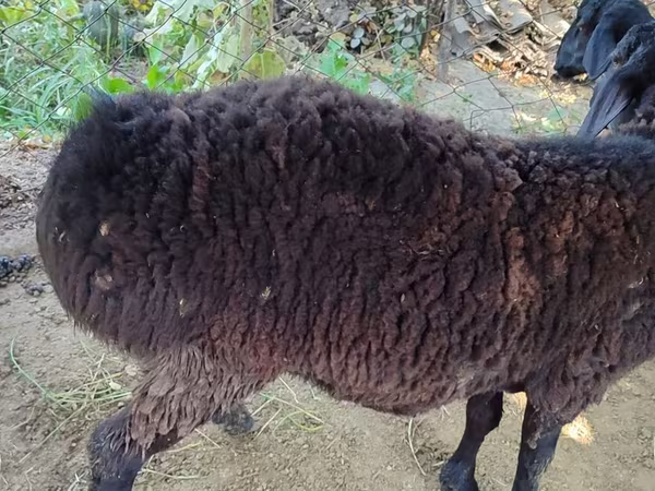 ஆண் ஆடு, Blackheaded Persian sheep