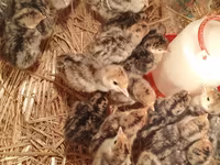 Turkeys — புகைப்படம் 4