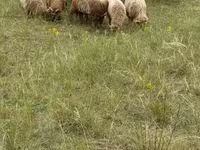 Ovce (šarže, pohlaví neuvedeno), Racka sheep — foto 1