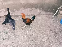 Chickens — fotografija 2