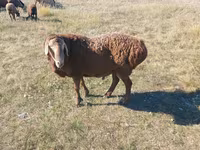 میش, Hissar sheep — عکس 1