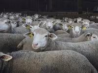 میش, Ile-de-France sheep — عکس 3