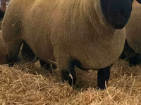 Ram, Dorper sheep — photo 2