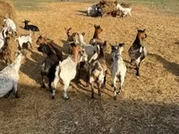 Chèvre, Dutch Landrace goats — photo 2