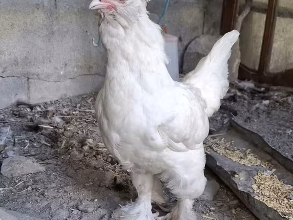 سلطان
