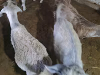 암염소, Alpine goat — 사진 6