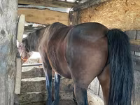 Merrie, Paarden — foto 3