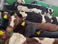 ثور, Russian Black pied cattle — الصورة 1