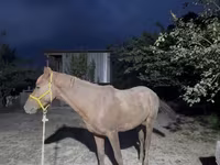 اسب نر, Kazakh horse — عکس 4