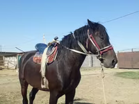 Aygır, Atlar — foto 1