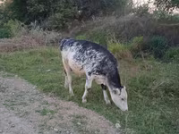 Dibi, Holstein breed — sawirka 1