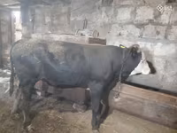 Бух, Russian Black pied cattle — 6 зураг