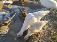 Ducks — Foto 2