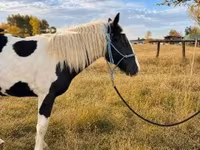 Kuda betina, Gypsy horse — foto 3