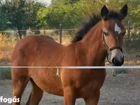 Klisna, Haflinger — foto 3