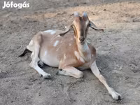 ፍየል, Nubian Goat — ፎቶ 2