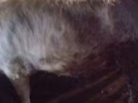 Bou, Vaca kazahă cu cap alb — foto 5