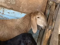 የጎትት አውራ በግ, Arashan sheep — ፎቶ 2