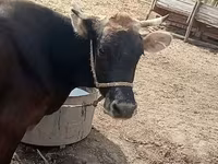 Lembu betina, Cattle — foto 6