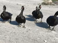 مسکوی خانگی — عکس 6