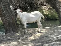 Billy Goat, Goats — photo 2