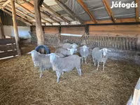 Carneiro, Merino sheep — foto 4
