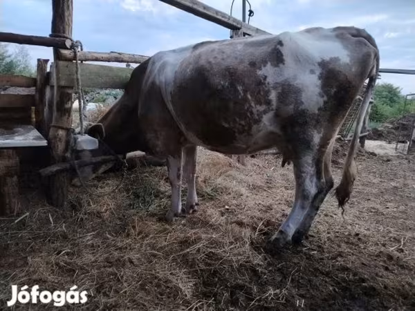 Krava, Smeđa latvijska
