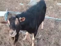 ወንድ ፍየል, Alpine goat — ፎቶ 3
