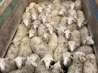 ወንድ በሬ, Cattle — ፎቶ 4