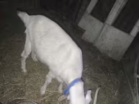 بز ماده, بز — عکس 3