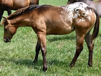 Stute, Appaloosa — Foto 2