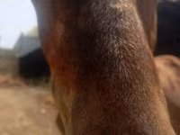 اسب نر, اسب — عکس 5