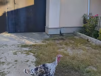 Turkeys — fotografija 1