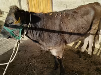 Bulle, Russian Black pied cattle — Foto 2