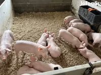 หมูป่าตัวผู้, Гипор — รูปภาพ 6