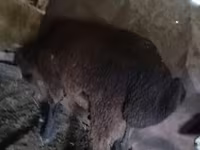 قوچ, گوسفند — عکس 1