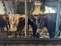 Toro, Simmental cattle — foto 2