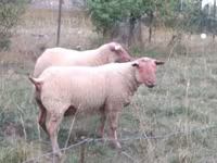 قوچ, Rouge de l’Ouest sheep — عکس 2