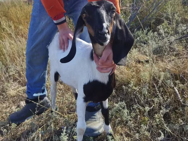 แพะตัวเมีย, Nubian Goat