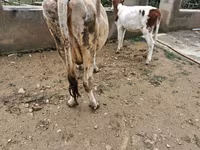 Sapi, Cattle — foto 2