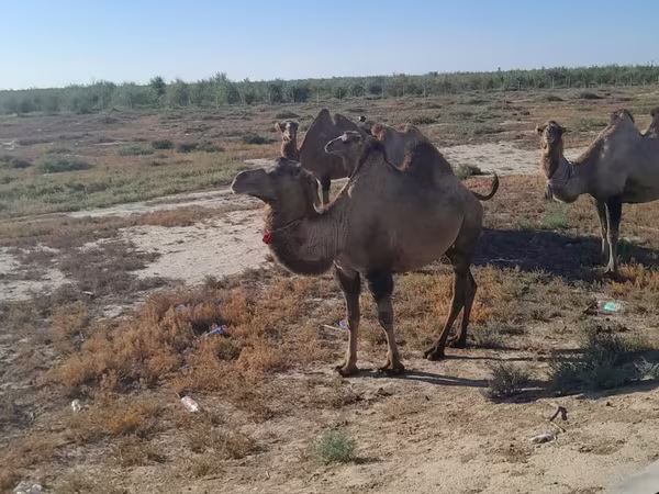 شتر ماده, Kazakh Bactrian camel